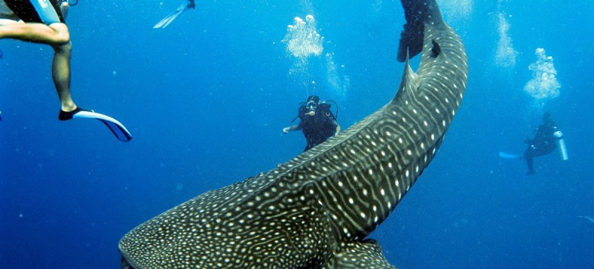 The Most Exciting Snorkeling adventure with Whale Sharks