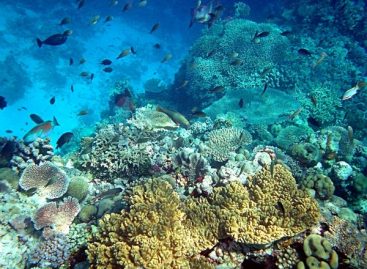 Investing Time into The Underwater Ecosystem of Bermuda