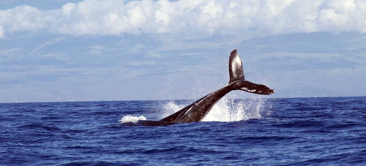 Whale Watching Tours That You Will Always Remember