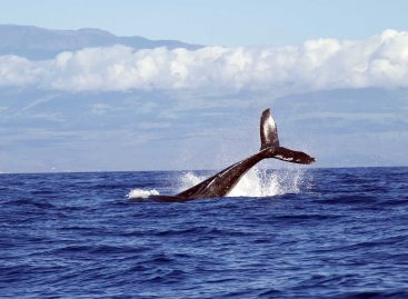 Whale Watching Tours That You Will Always Remember