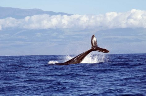 Whale Watching Tours That You Will Always Remember