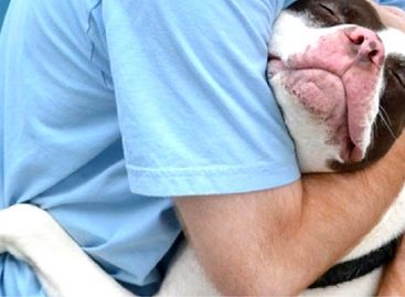Tips and Tricks on How to Travel With Your Pet