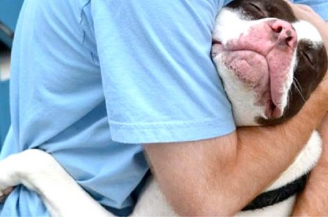 Tips and Tricks on How to Travel With Your Pet