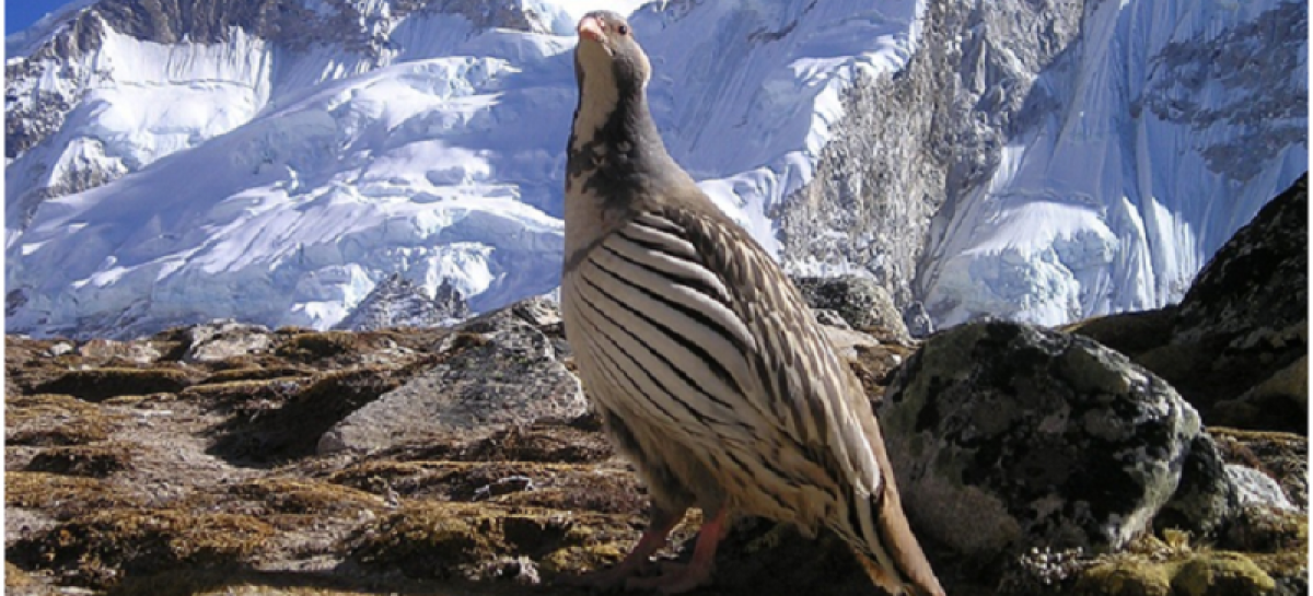 Top 7 Facts About Manaslu Trekking