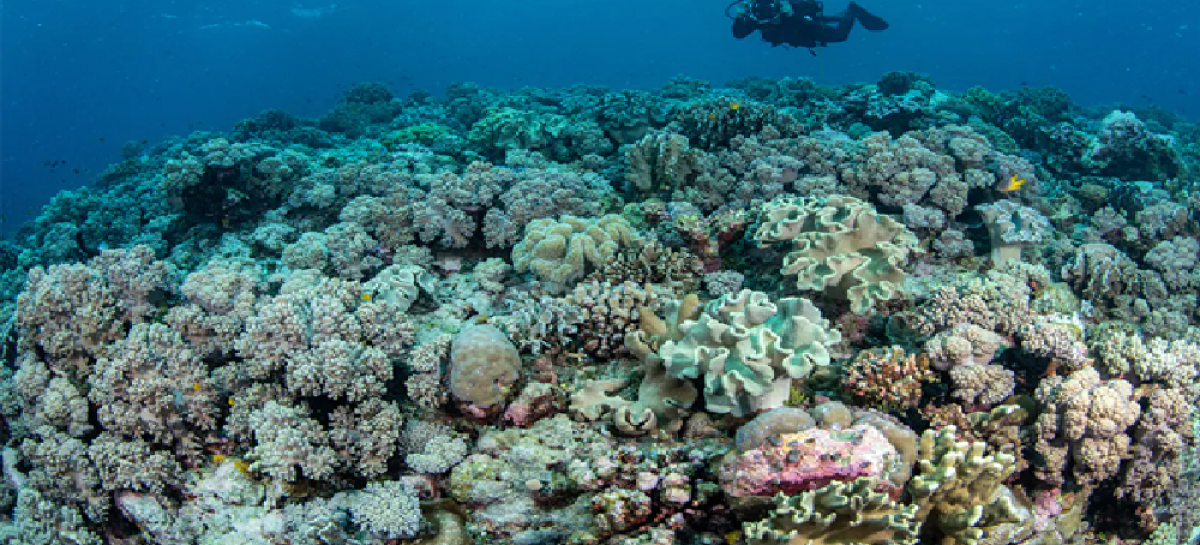 All of the Things You Must Know about Wakatobi Dive Resort