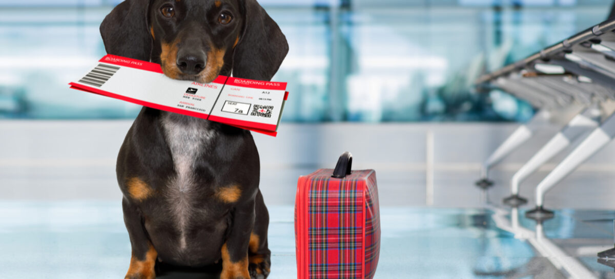 Pets And Airline Travel: A Complete Guide To Rules And Regulations