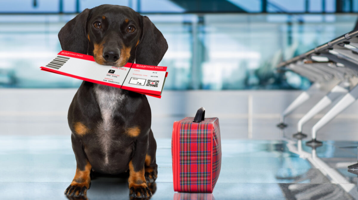 Pets And Airline Travel: A Complete Guide To Rules And Regulations
