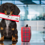 General Rules and Regulations for Airline Travel with Pets