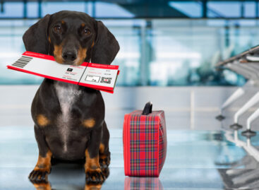 Pets And Airline Travel: A Complete Guide To Rules And Regulations