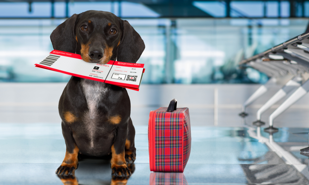 General Rules and Regulations for Airline Travel with Pets