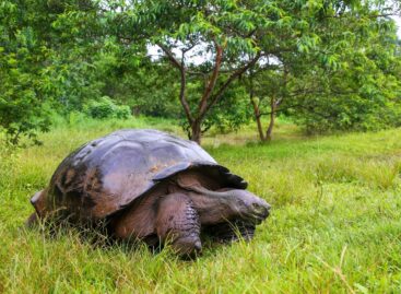 Some Wonderful Facts About Galapagos Archipelago