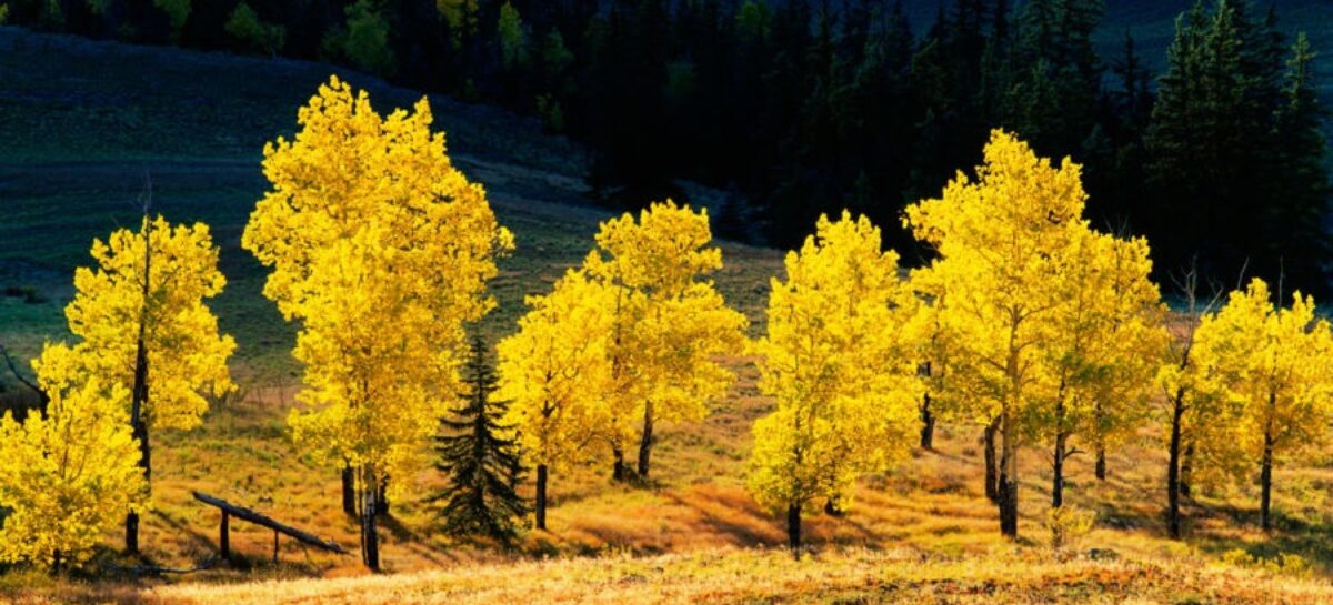 Best Places To See Utah’s Fall Colors: Some of the Best Ideas