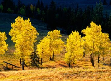 Best Places To See Utah’s Fall Colors: Some of the Best Ideas