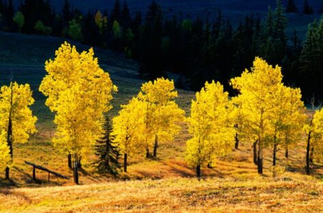 Best Places To See Utah’s Fall Colors: Some of the Best Ideas