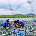 Experience Traditional Pearl Farming at Amorn Phuket Pearl Farm Today