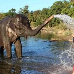 Looking For Ethical Wildlife Experiences? Elephant Sanctuaries Offer A Better Choice
